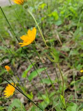 Image of twoflower dwarfdandelion