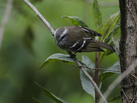 Image of White-banded Tyrannulet