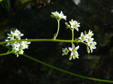 Imagem de Suksdorfia ranunculifolia (Hook.) Engl.