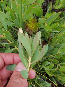 Image of Protea effusa E. Mey. ex Meissn.