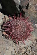 Image of Ferocactus gracilis subsp. tortulispinus