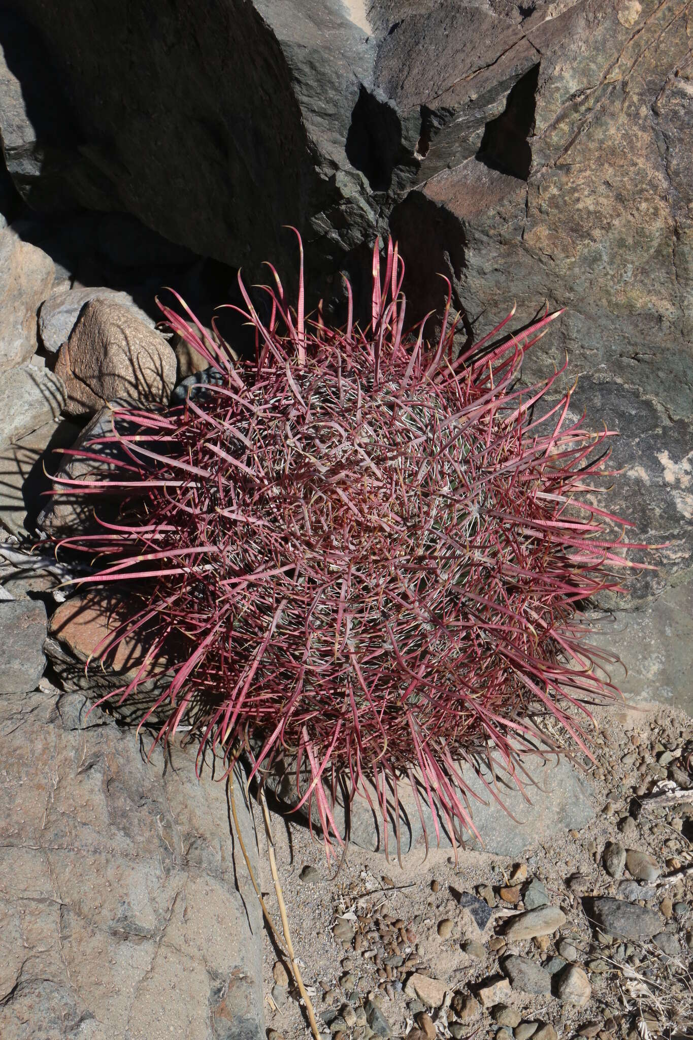 Image of Ferocactus gracilis subsp. tortulispinus