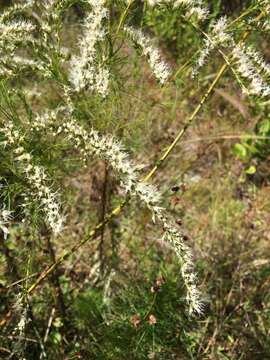 Imagem de Eupatorium leptophyllum DC.