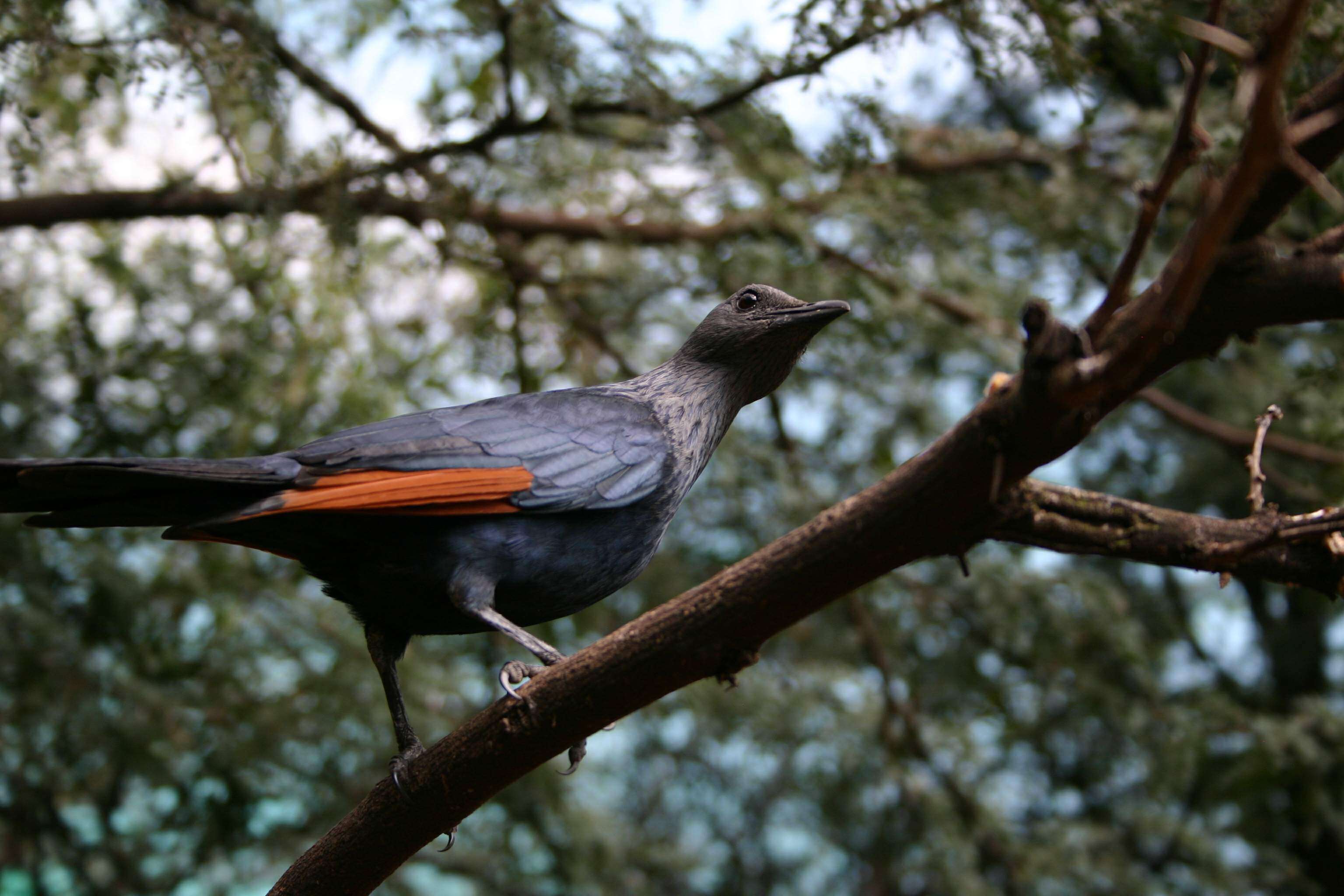 Image of Red-winged Starling