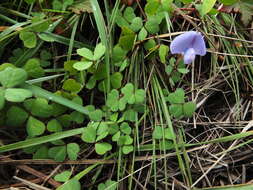 Image of blue-oxalis