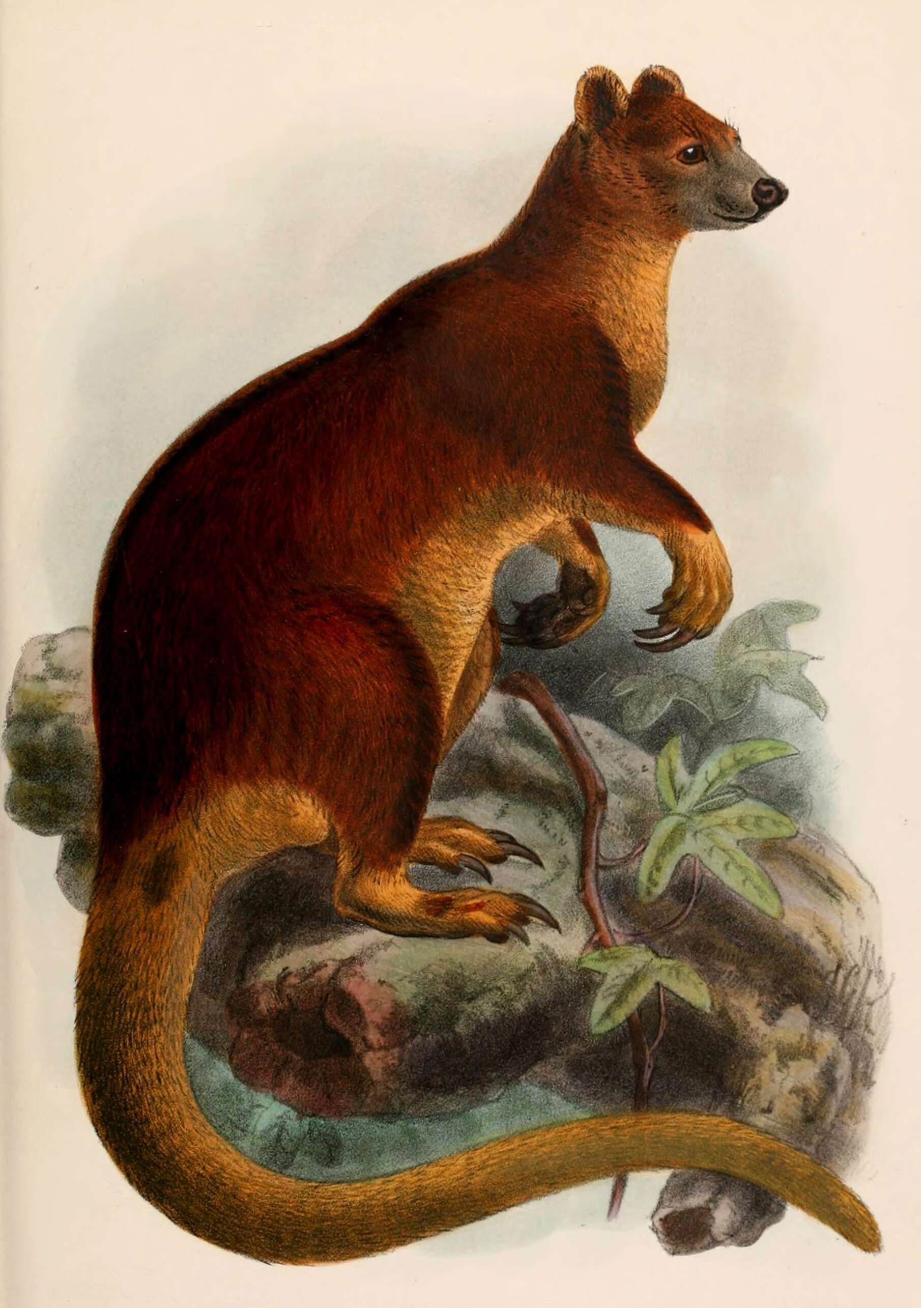 Image of Huon Tree Kangaroo