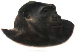 Image of Cross River Gorilla