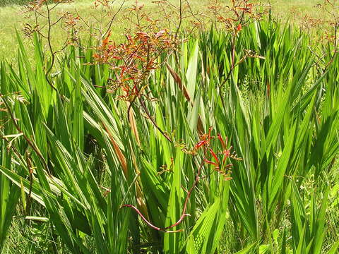 Image of zigzag crocosmia