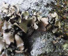 Image of manyroot navel lichen