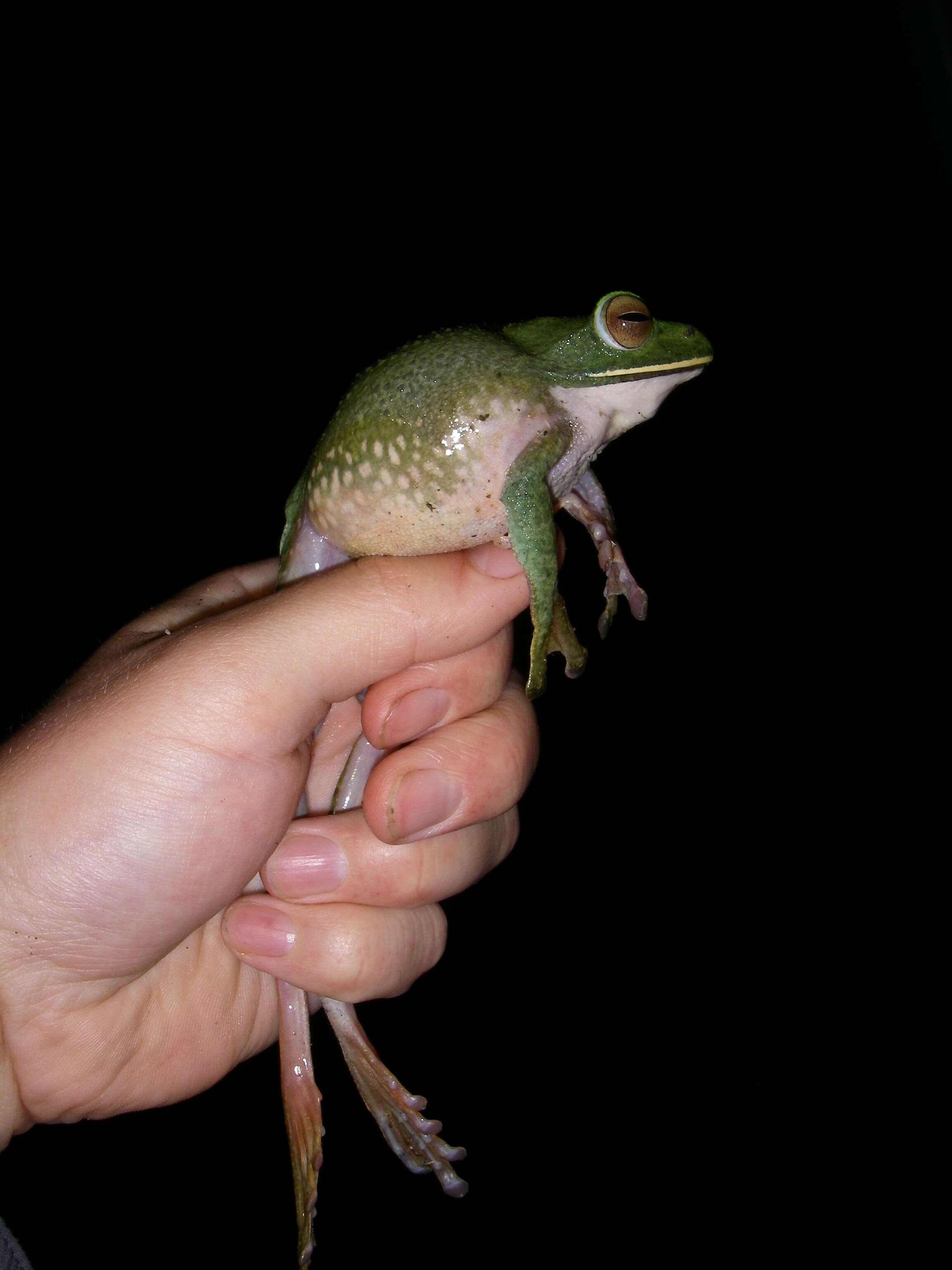 Image of Bright-eyed frog