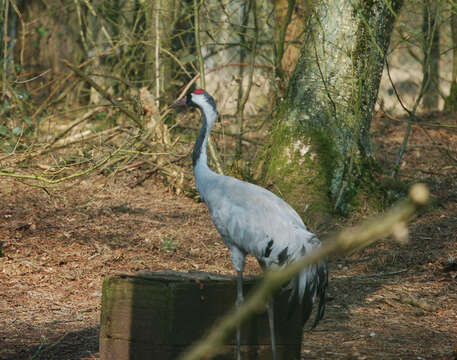 Image of Common Crane