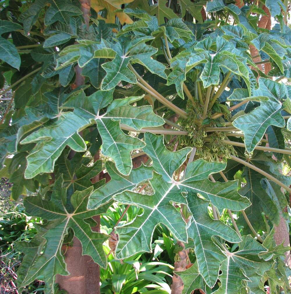 Image of Mountain papaya