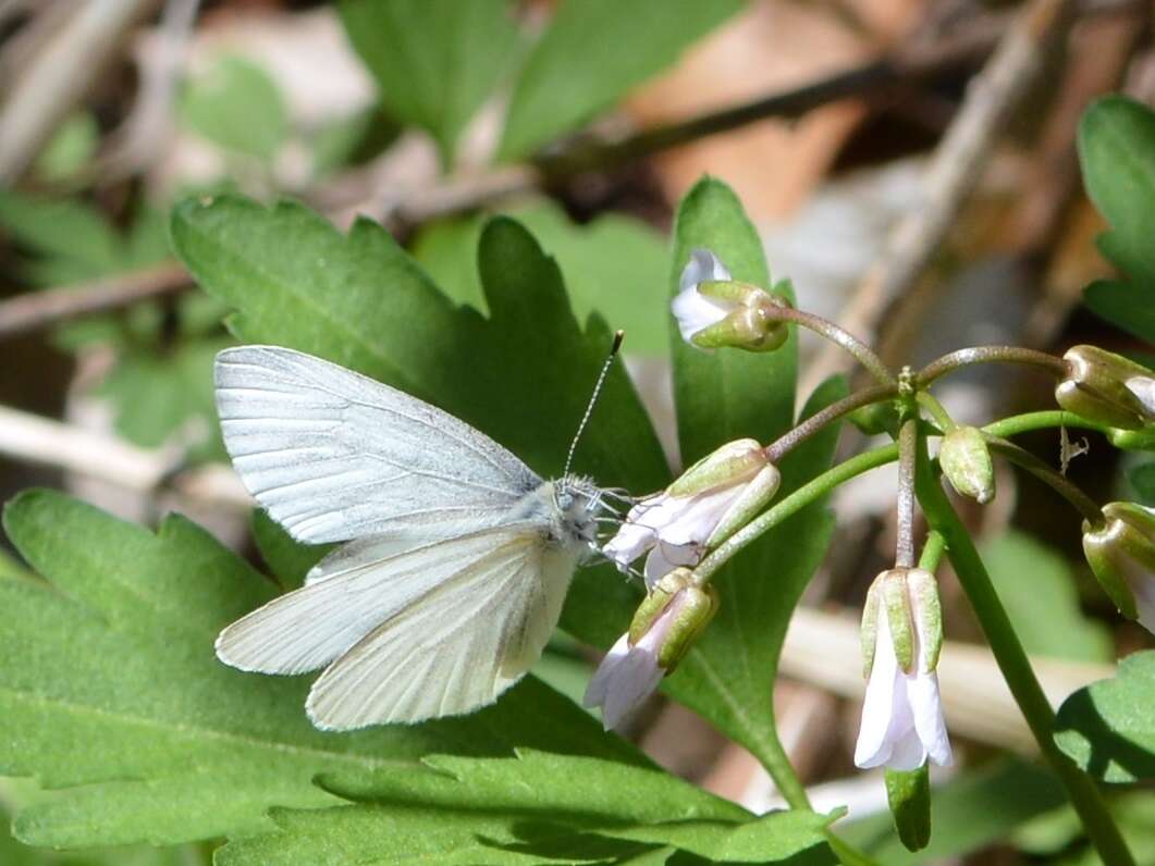 Image of West Virginia White