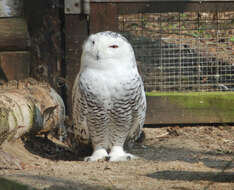 Imagem de Bubo scandiacus (Linnaeus 1758)