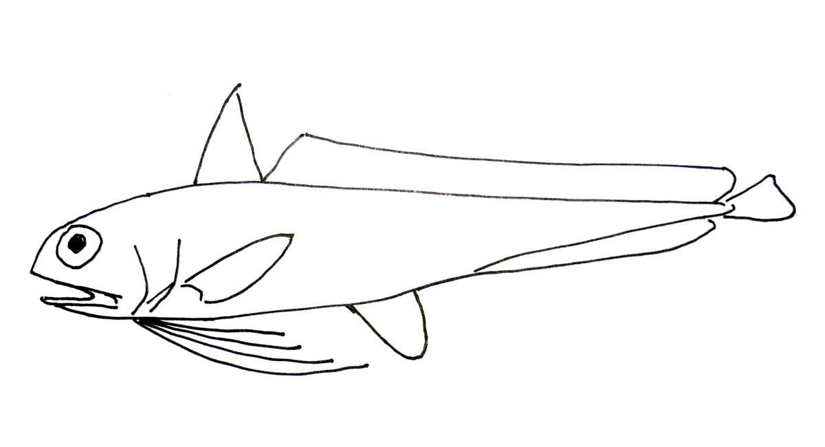 Image of Bearded cod