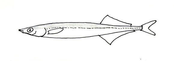 Image of Korean sandeel