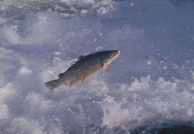 Image of Brown Trout