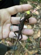 Image of Common Forest Anole