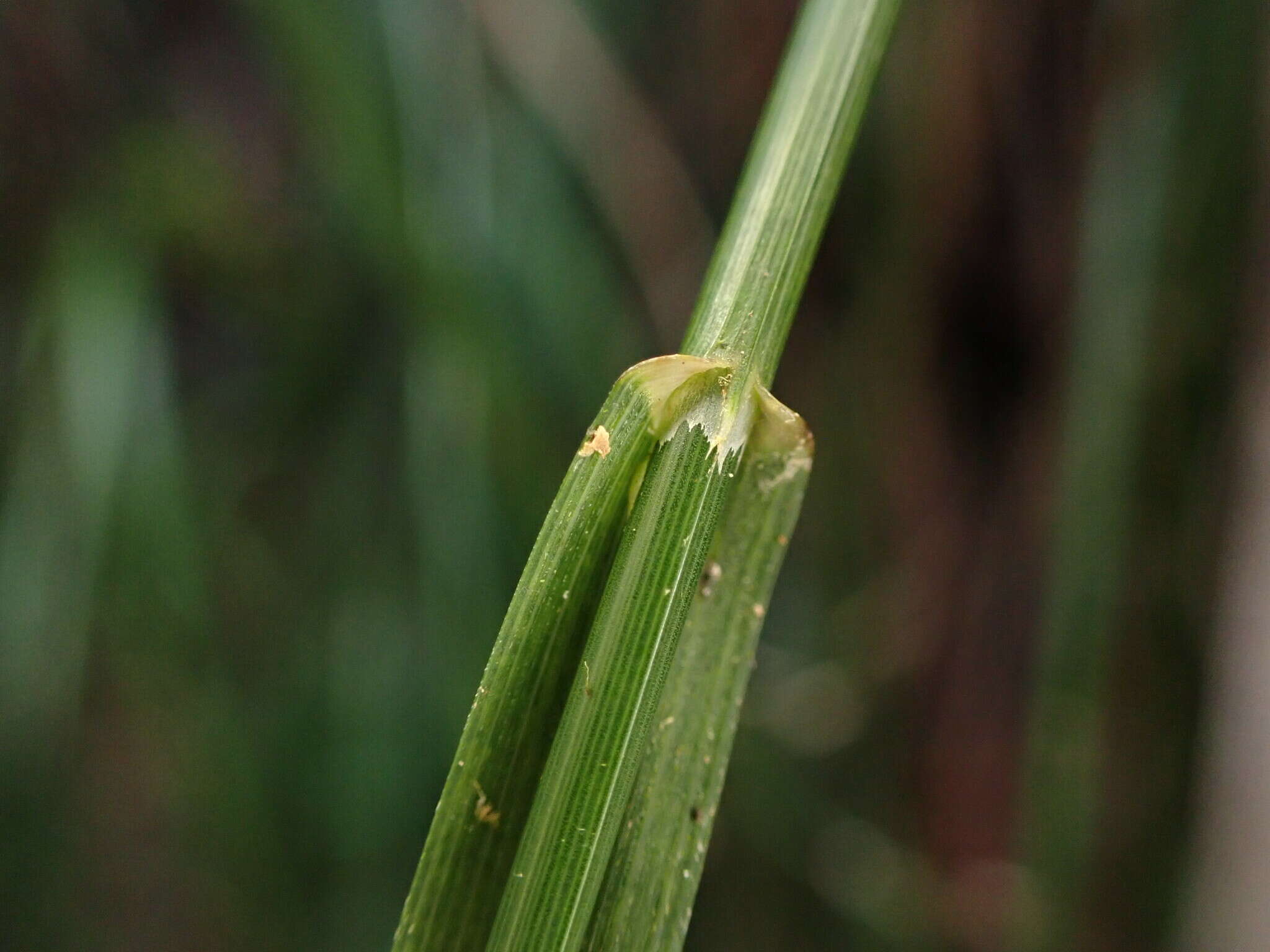 Image of Hawaii Blue Grass