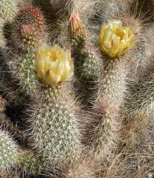 Image of Panhandle Prickly-pear