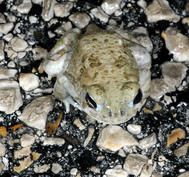 Image of Couch's Spadefoot