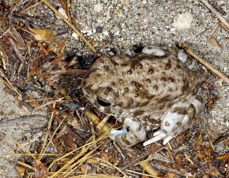 Image of Couch's Spadefoot