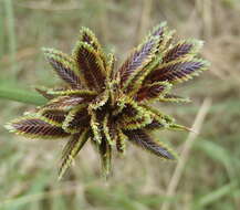 Imagem de Cyperus marginatus Thunb.