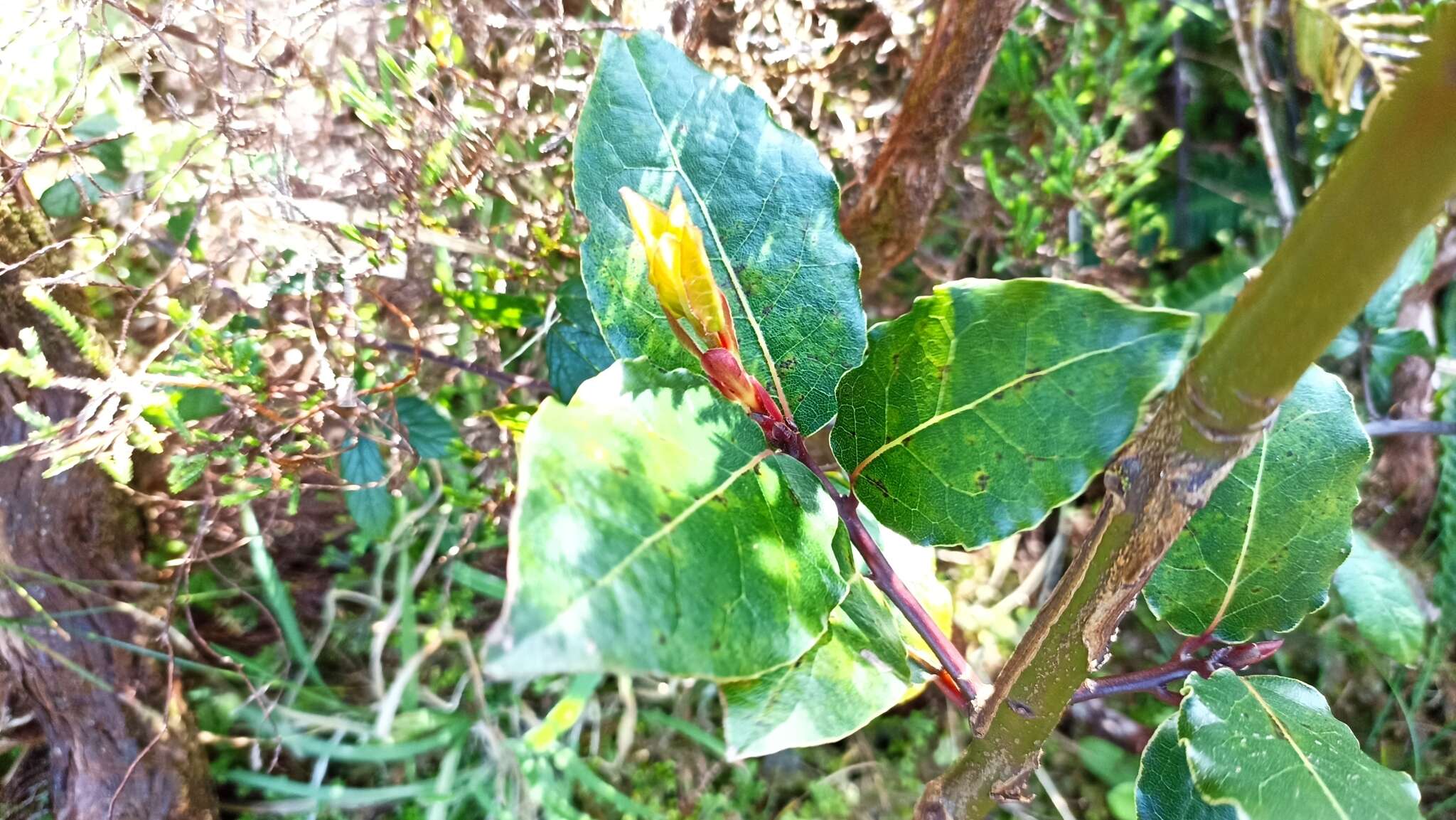 Image of Azores laurel