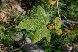 Platanus racemosa Nutt. ex Audubon的圖片