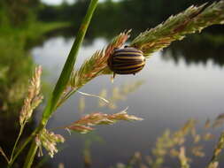 Image of Colorado potato beetle