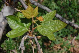 Platanus racemosa Nutt. ex Audubon的圖片