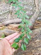 Image of blueberry hawthorn