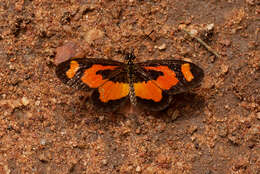 Image of Acraea bonasia Fabricius 1775