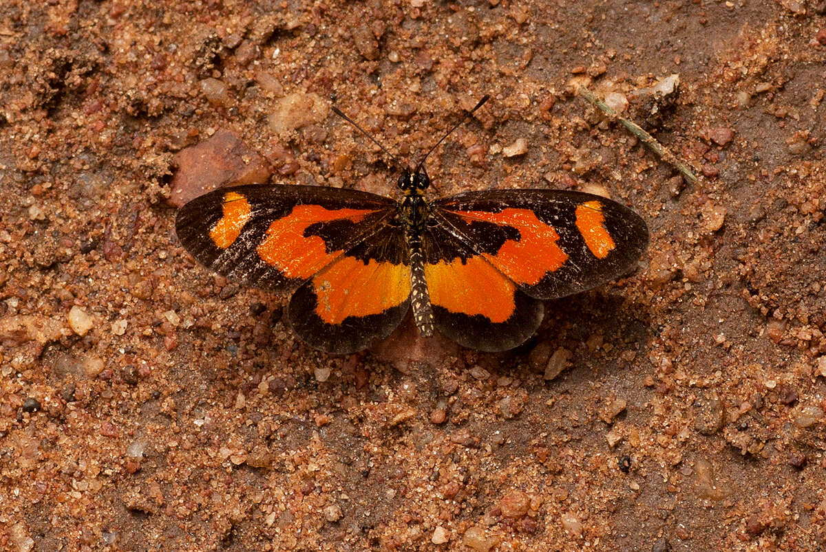 Image of Acraea bonasia Fabricius 1775