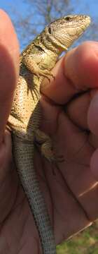 Image of Sand Lizard