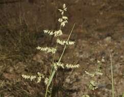 Image of African lovegrass