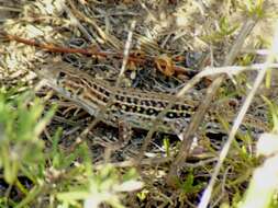 Imagem de Acanthodactylus erythrurus (Schinz 1833)