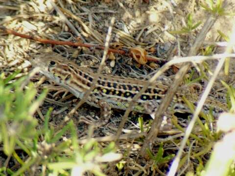 Plancia ëd Acanthodactylus erythrurus (Schinz 1833)