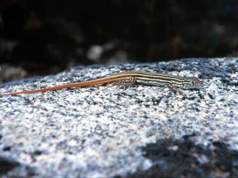 Image of Spiny-footed Lizard