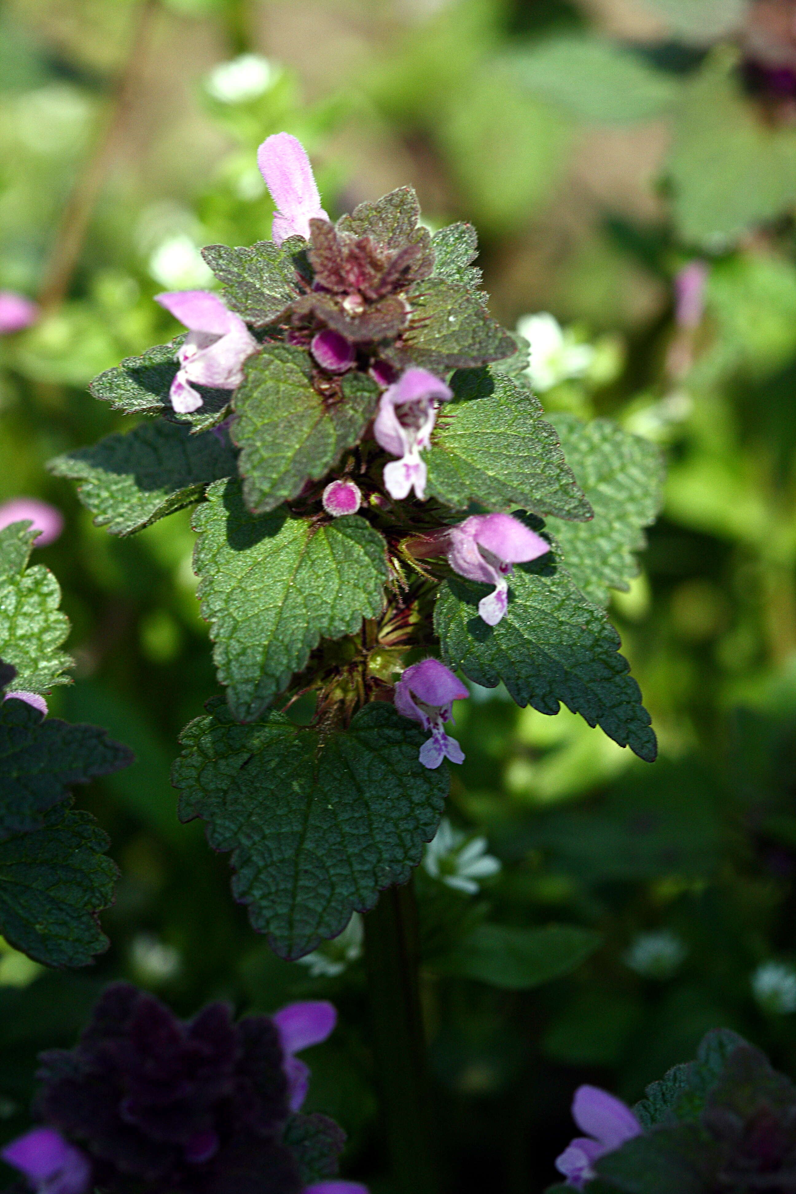 Image of purple archangel