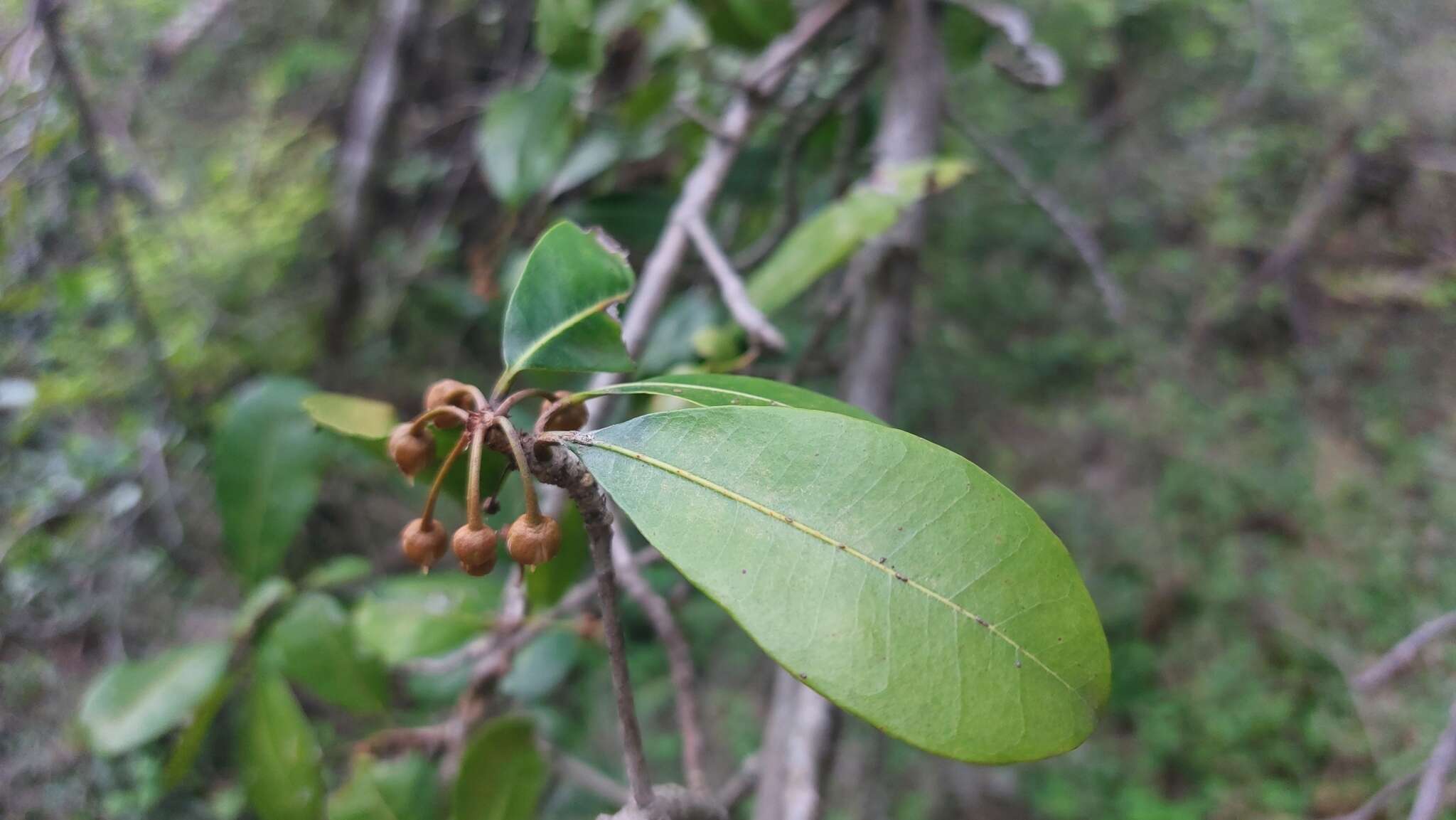 Image of Vitellariopsis marginata (N. E. Br.) Aubrév.