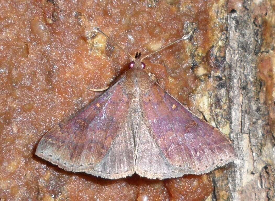 Image of Discolored Renia Moth