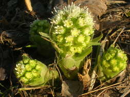 Image of Petasites albus (L.) Gaertn.