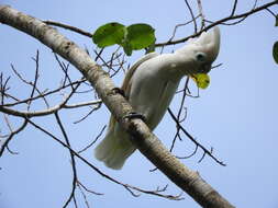 Cacatua ducorpsii Pucheran 1853 resmi