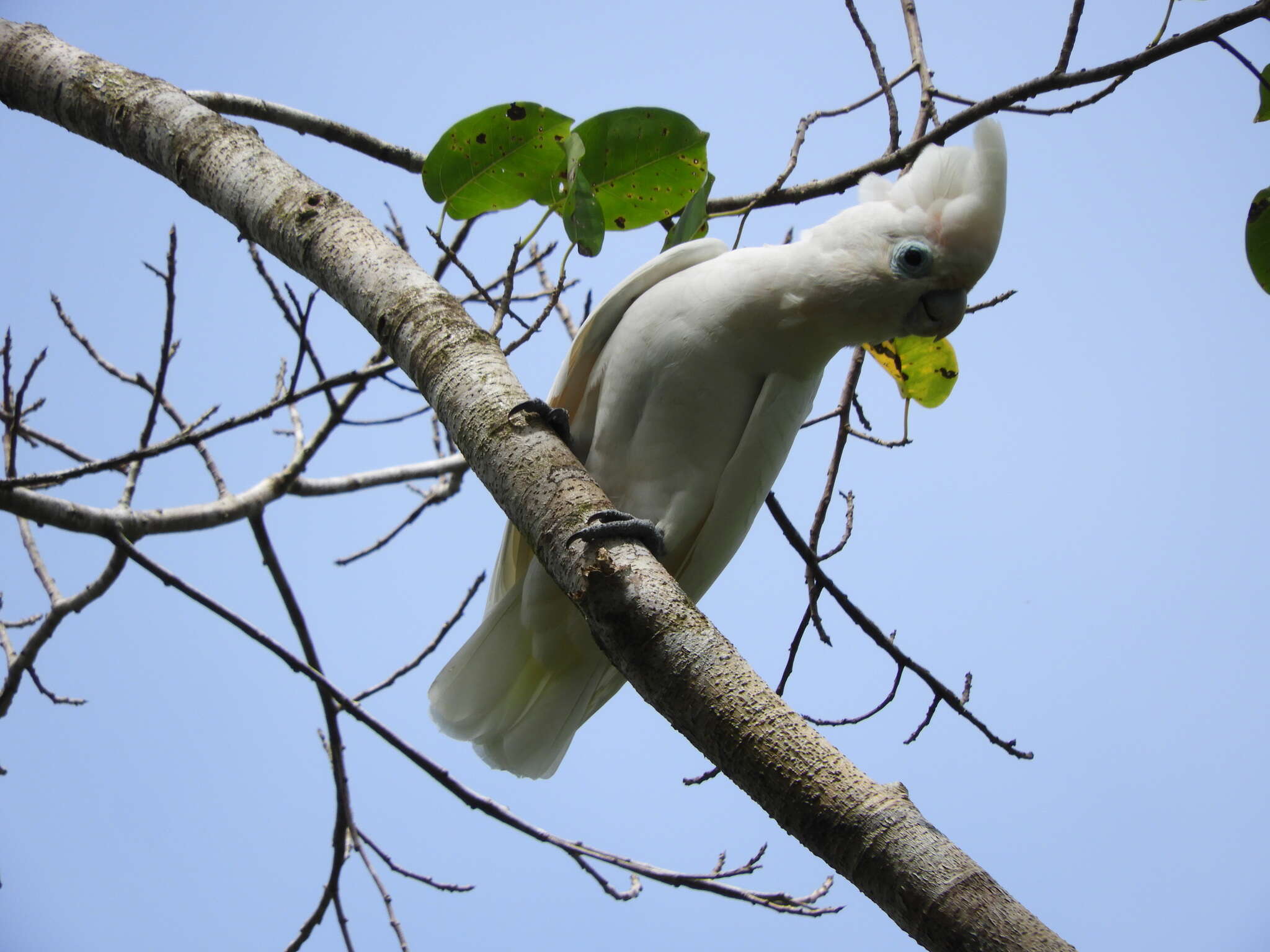 Image of Broad-crested Corella