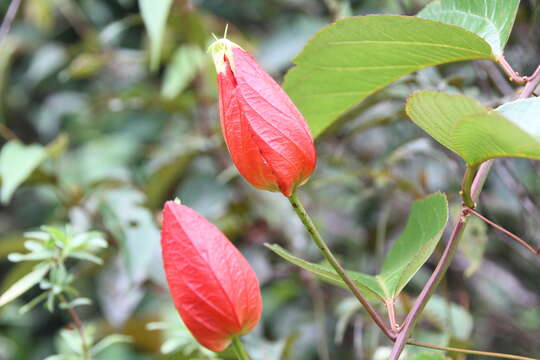 Image of scarlet passionflower