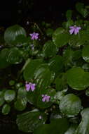 Image of Impatiens acaulis Arn.