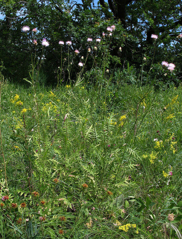 Image of Klasea radiata subsp. gmelinii (Tausch) L. Martins