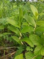 Image of dwarf solomon's seal