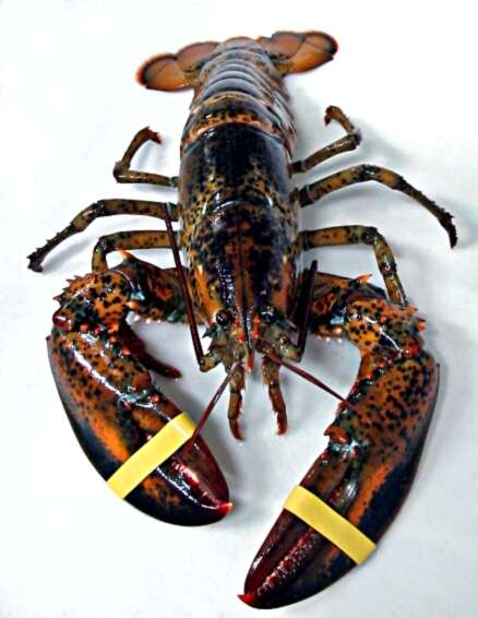 Image of American Lobster